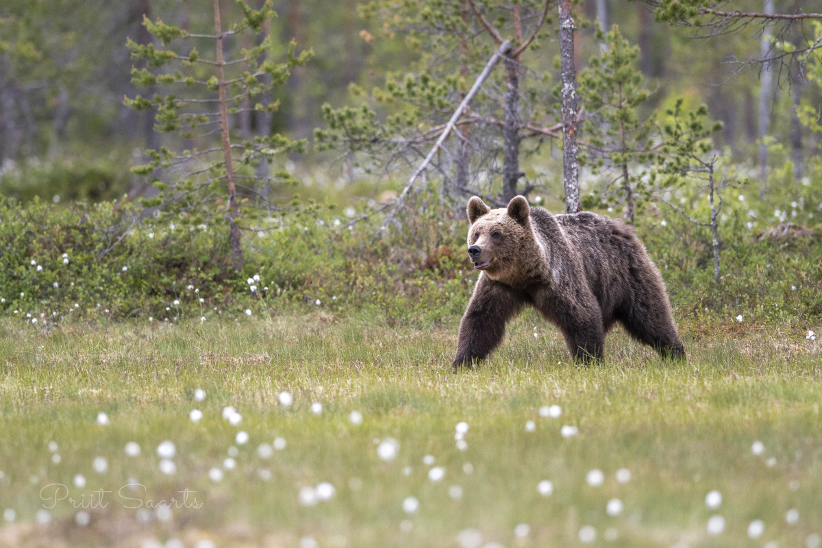 Tatsab reipal sammul