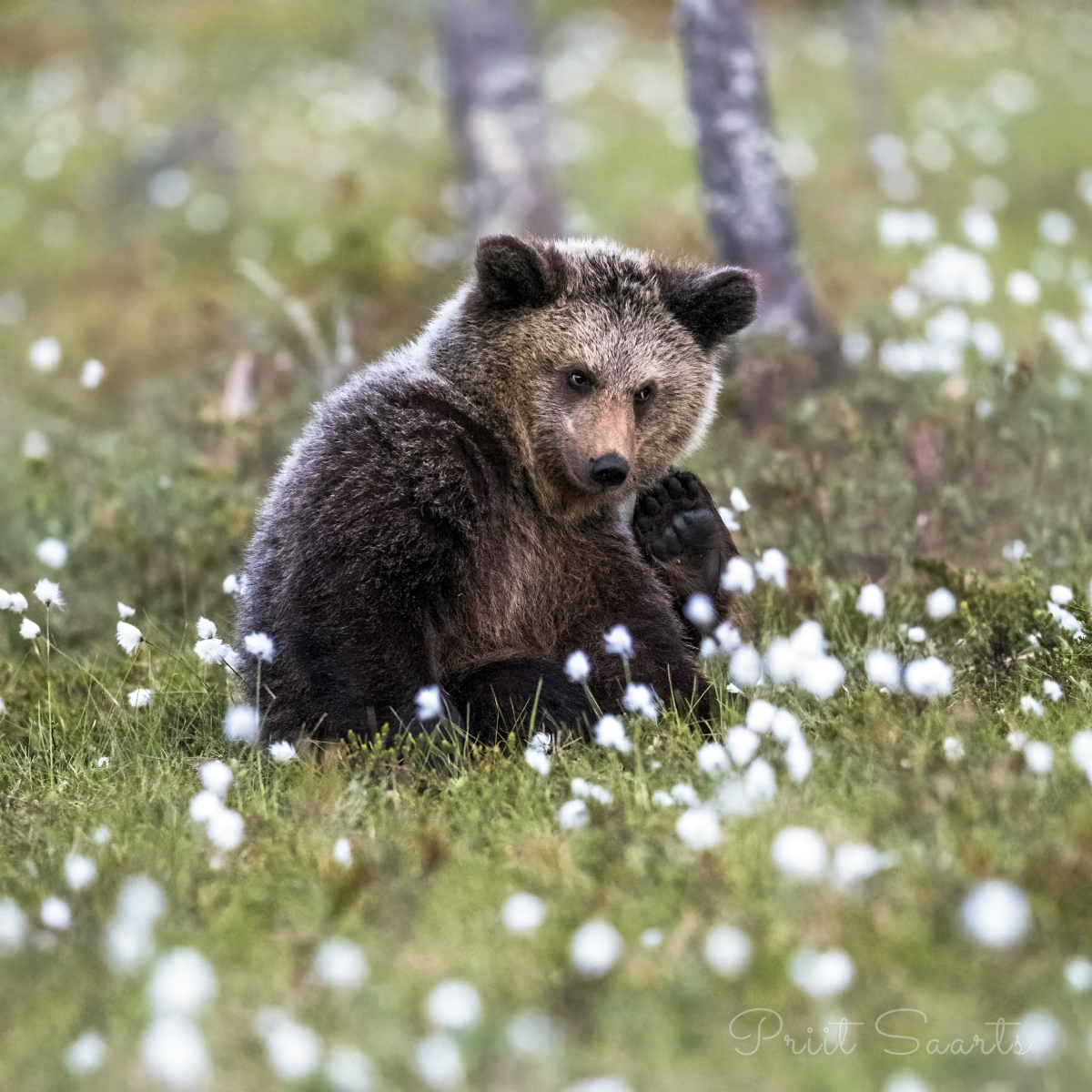 Karupoeg sügab kõrva