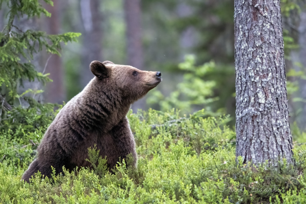 Muhe pruunkaru naudib männimetsa