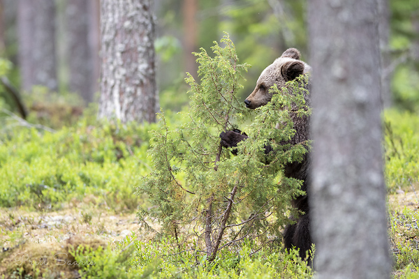 Karupojale pakub noor mänd mängukaaslast