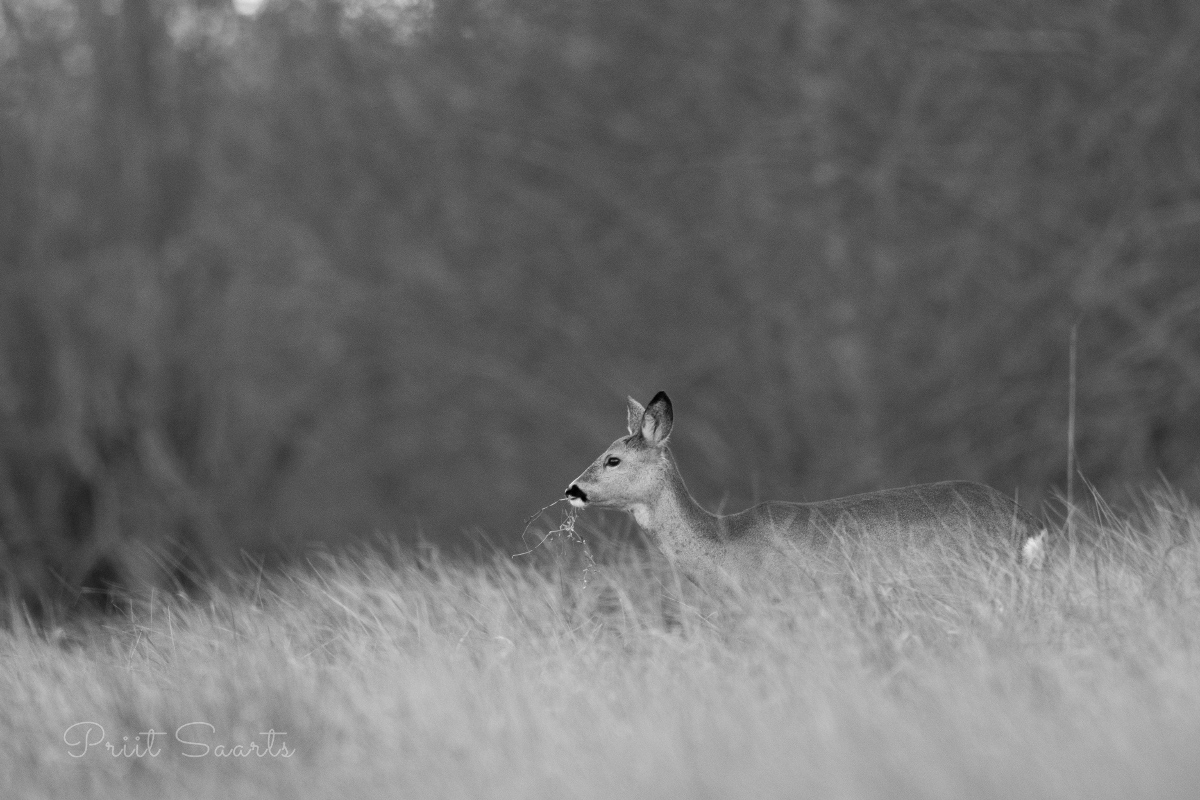 Metskits maiustab suvisel põllul head-paremat