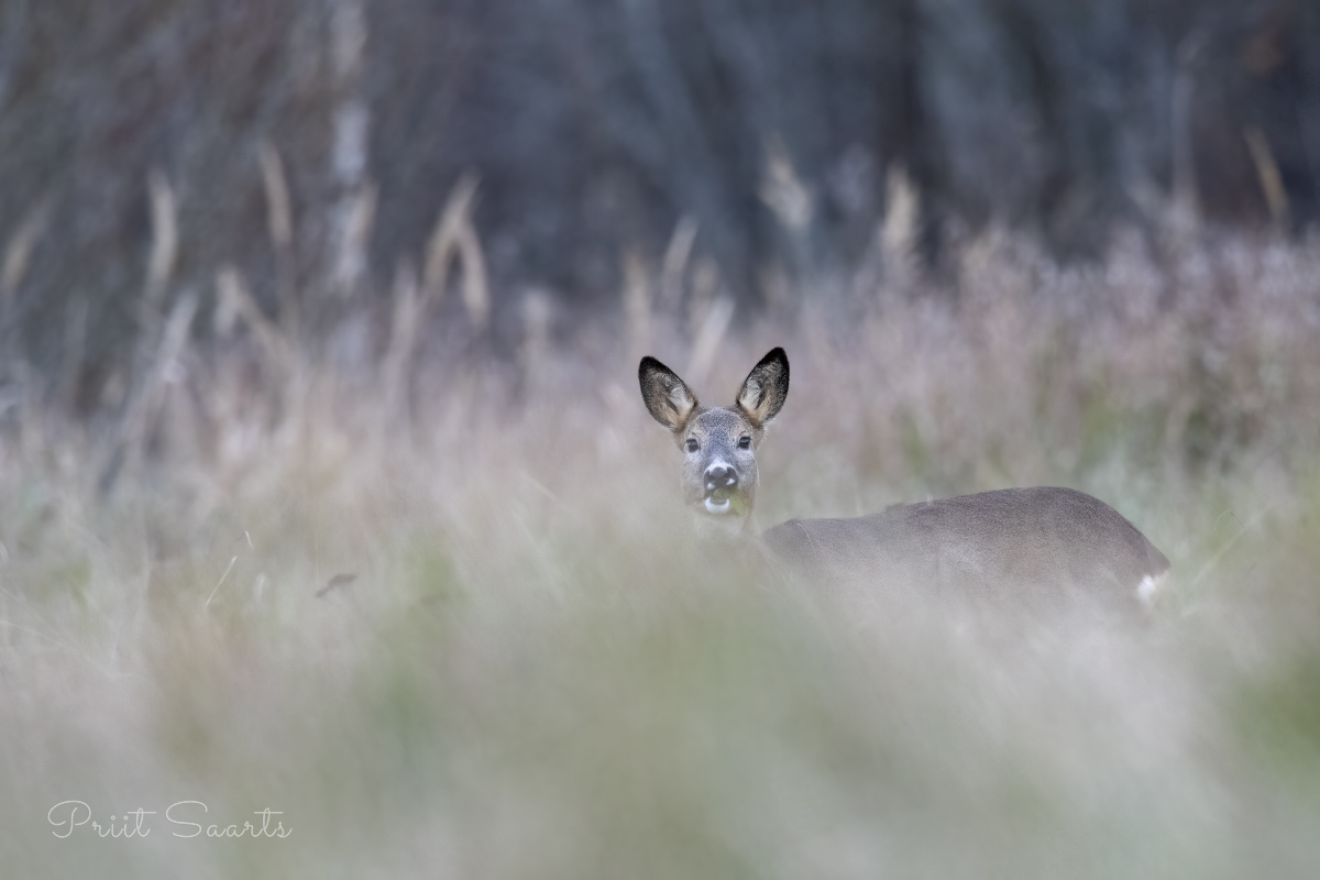 Metskitsel suu täis
