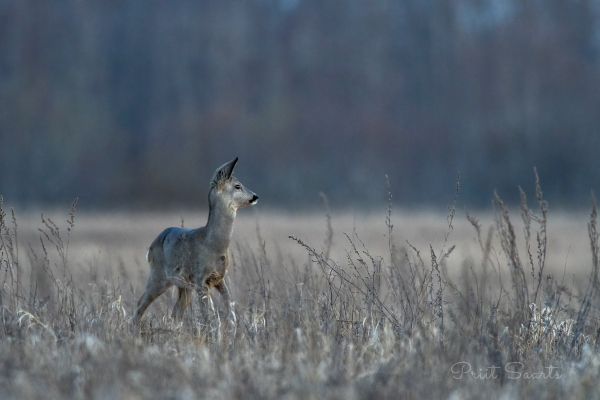 Võõrad helid tõmbavad endiselt tähelepanu