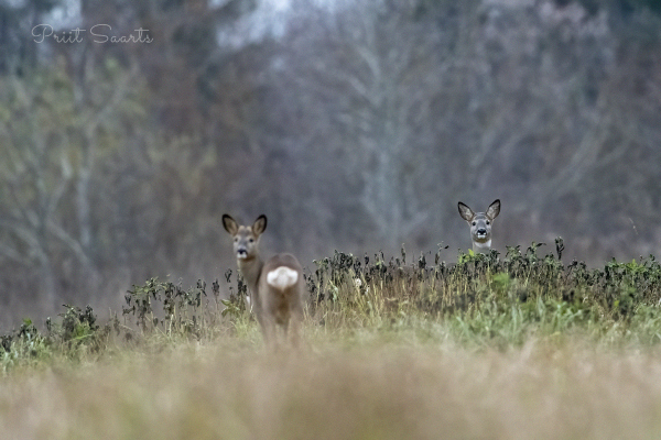 Metskitsed kuulevad katikuheli