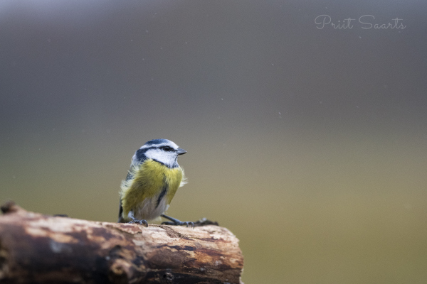 Sinitihane vihmamärjas