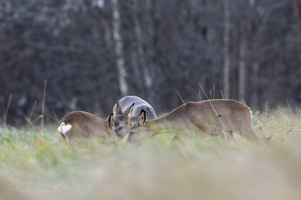 Kolm pead on kolm pead