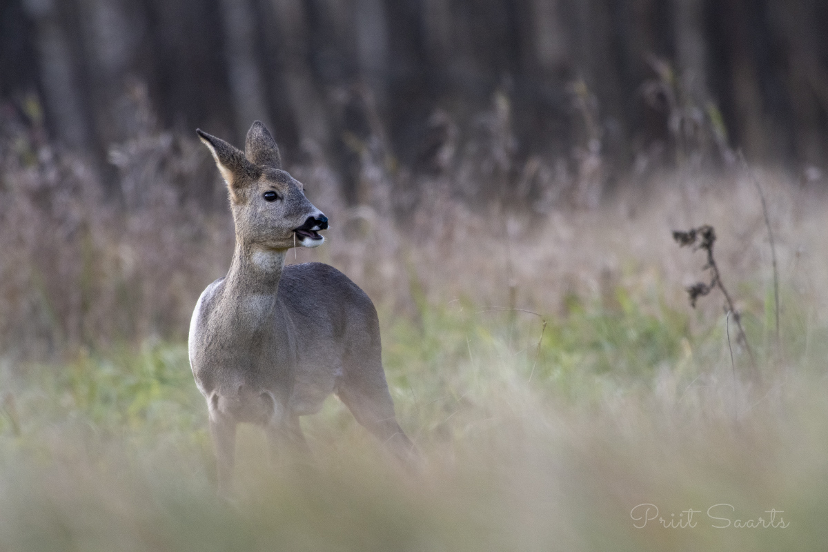 Metskits rõõmsalt matsutab