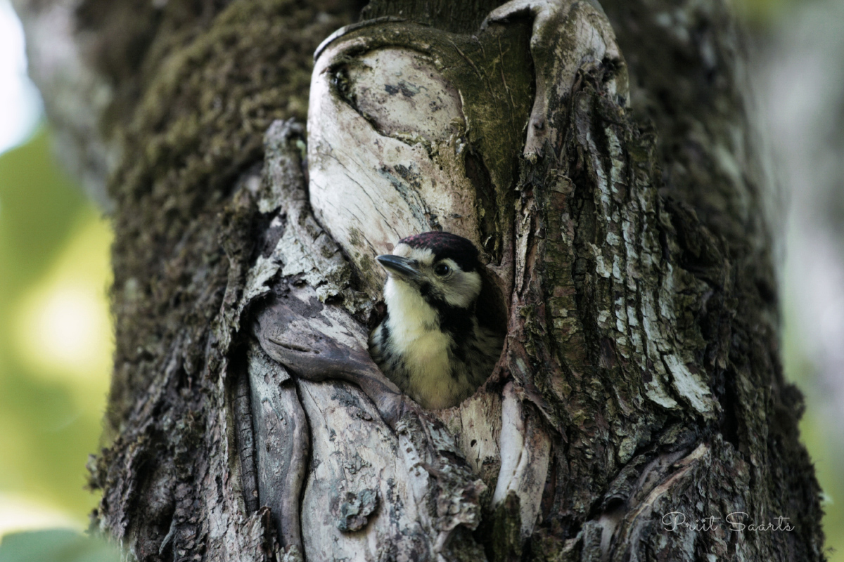 Esimene kokkupuude - rähn