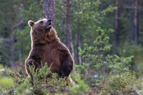 Pruunkaru jätab lõhna maha