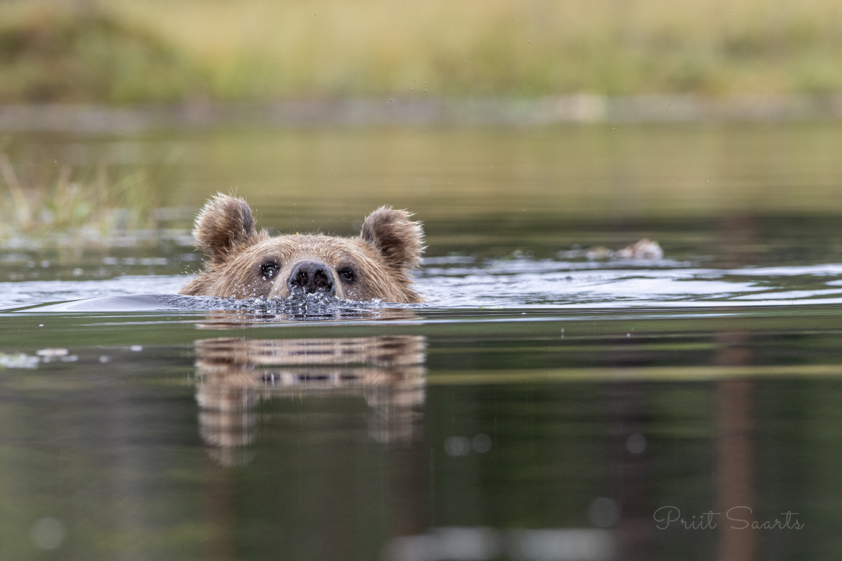 Pruunkaru jahutamas end rabajärves