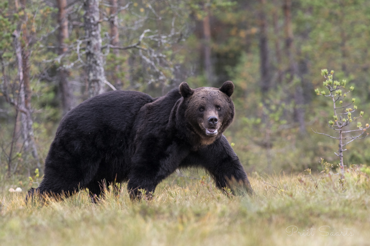 Reipal sammul tume pruunkaru