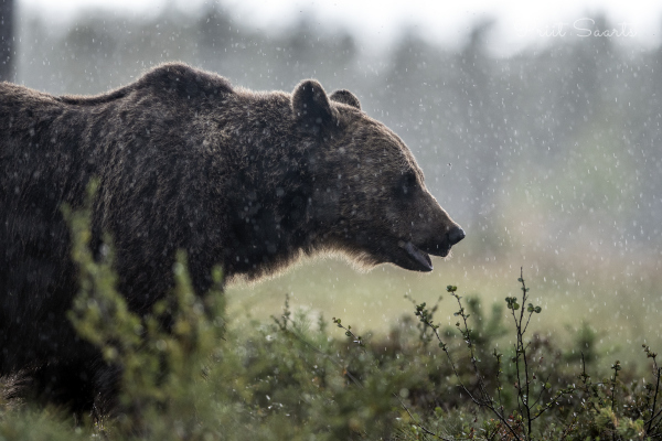 Pruunkaru paduvihmas