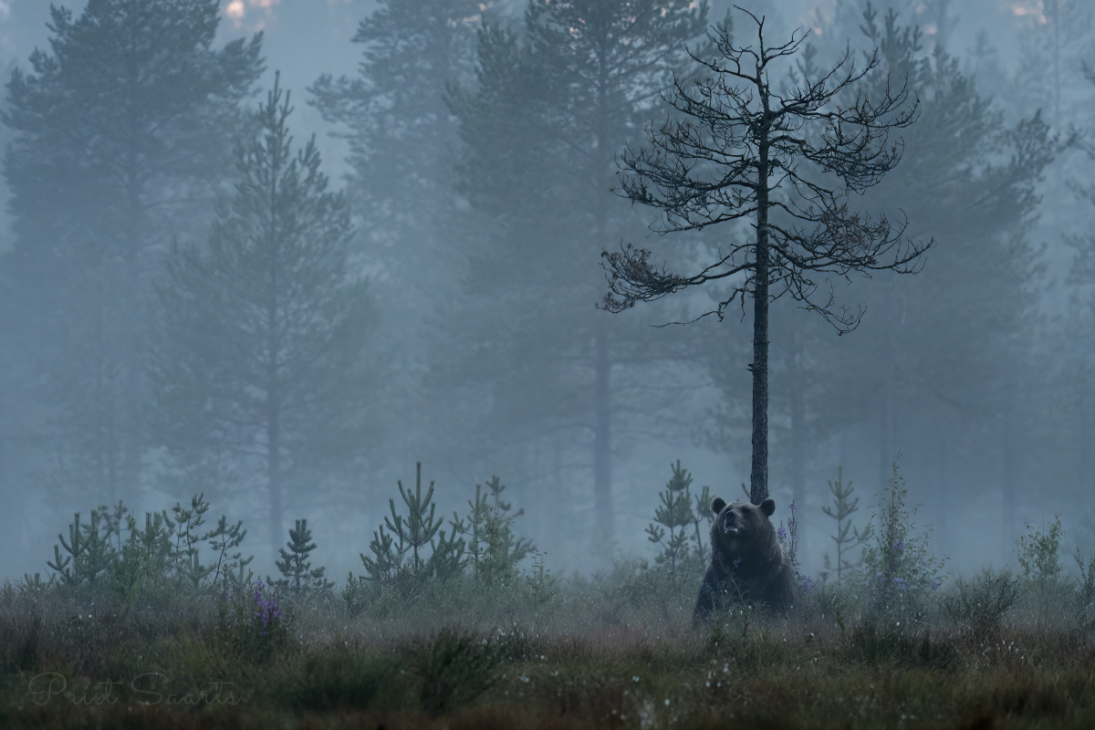 Pruunkaru rabamaastikul