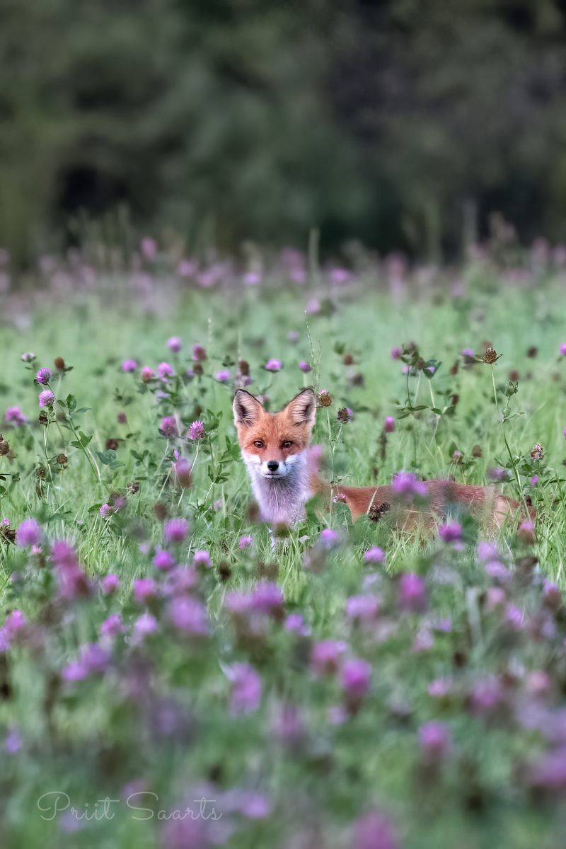 Rebane õitseval põllul