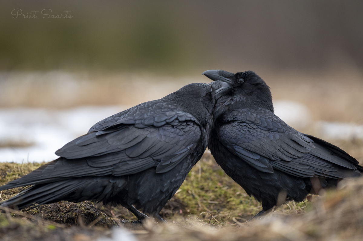 Rongad puhastavad üksteist