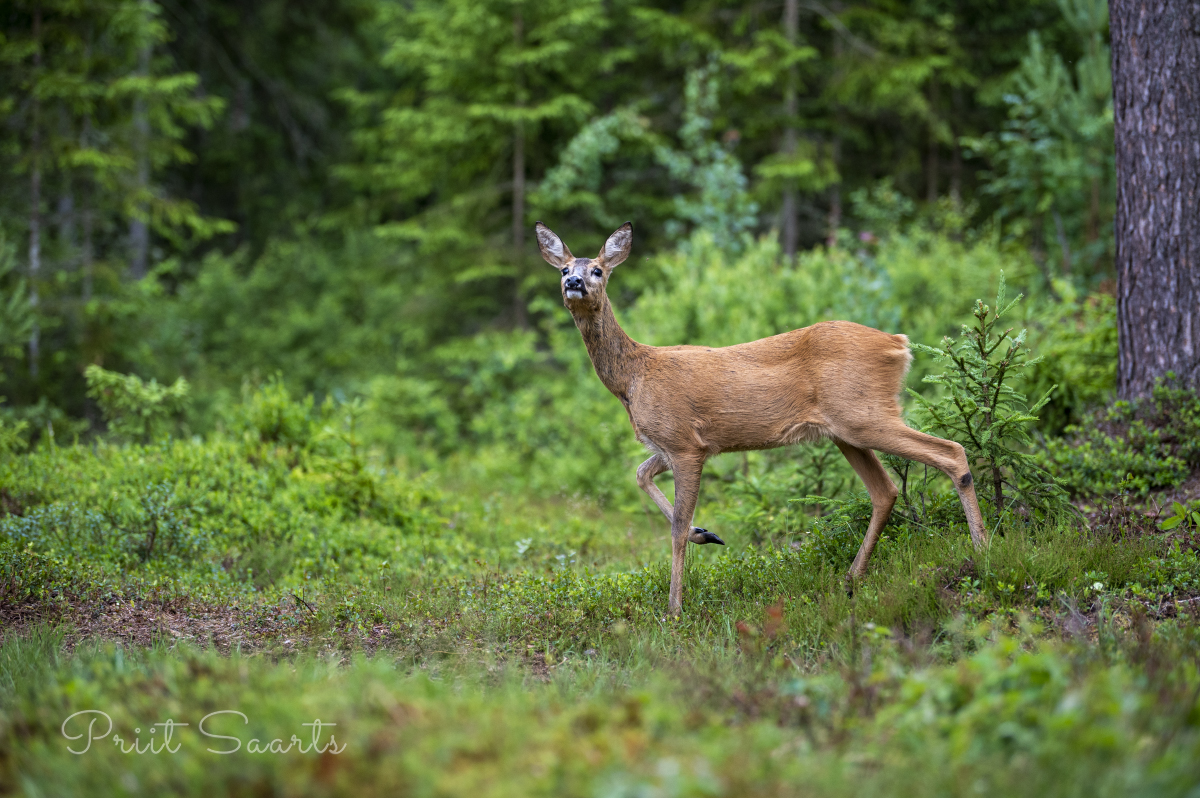 Metskits püüab lõhna