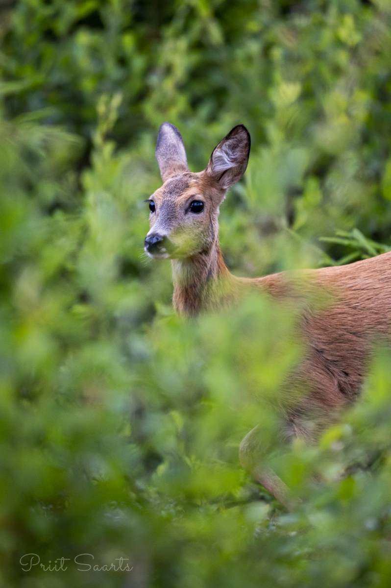 Metskits hilisel õhtutunnil