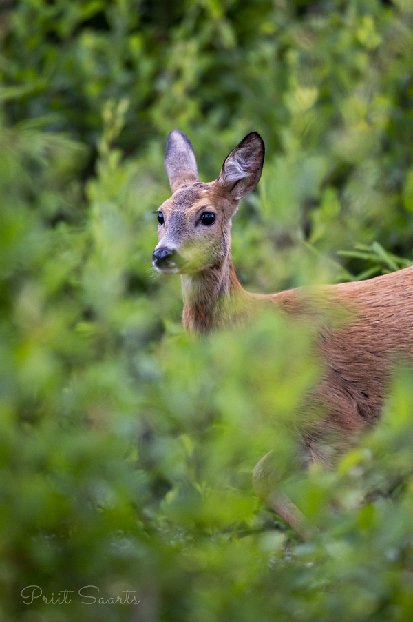 Metskits hilisel õhtutunnil
