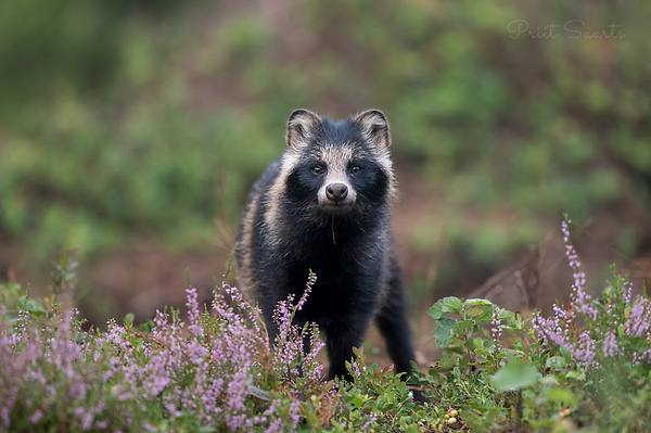Kährik ehk kährikkoer - Nyctereutes procyonoides