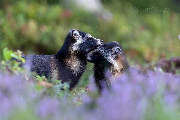 Kährikute õrnusehetk