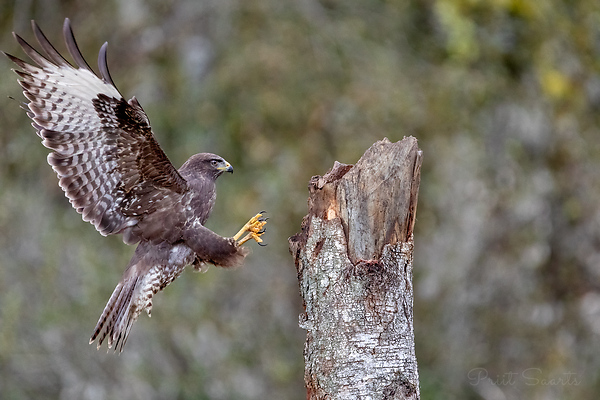 Hiireviu maandumiskatsel