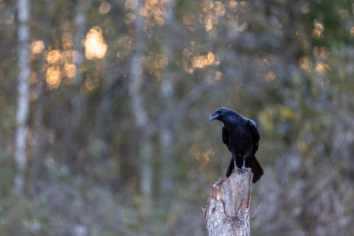 Täna õhtul on ronk valves