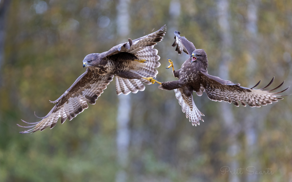 Hiireviud õhukakluses