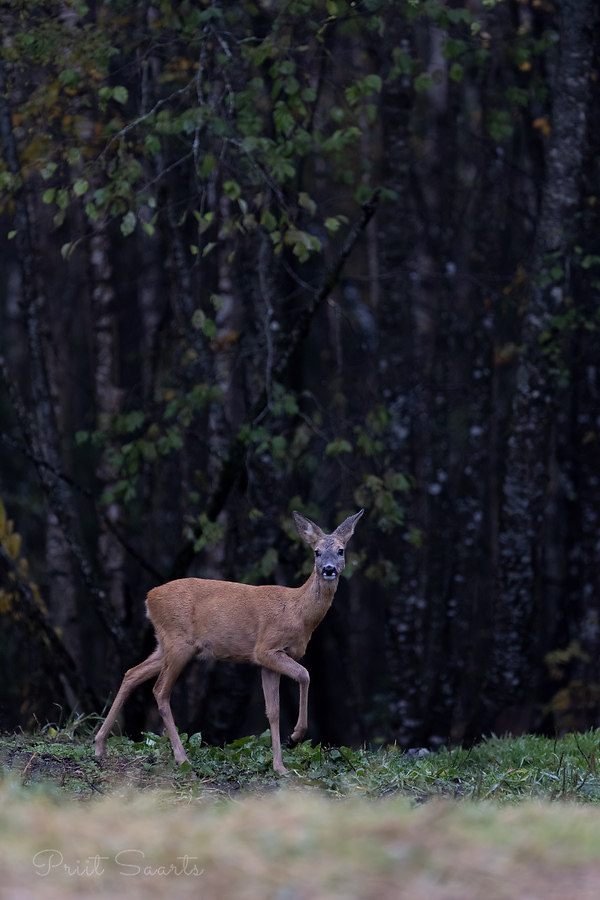 Metskits sünge metsa taustal