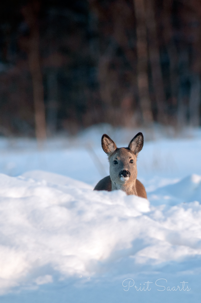 Mättamängud metskitsega