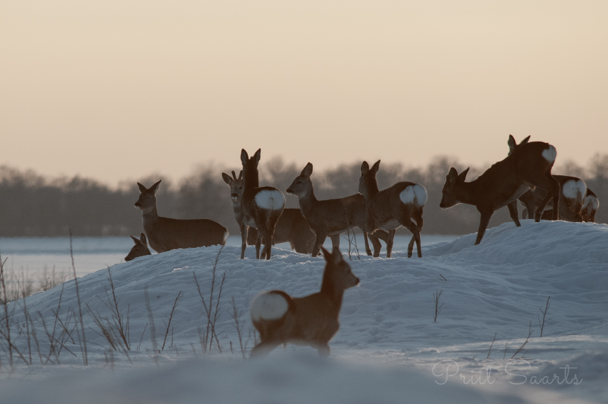 Mäeotsas on parem - metskitsed