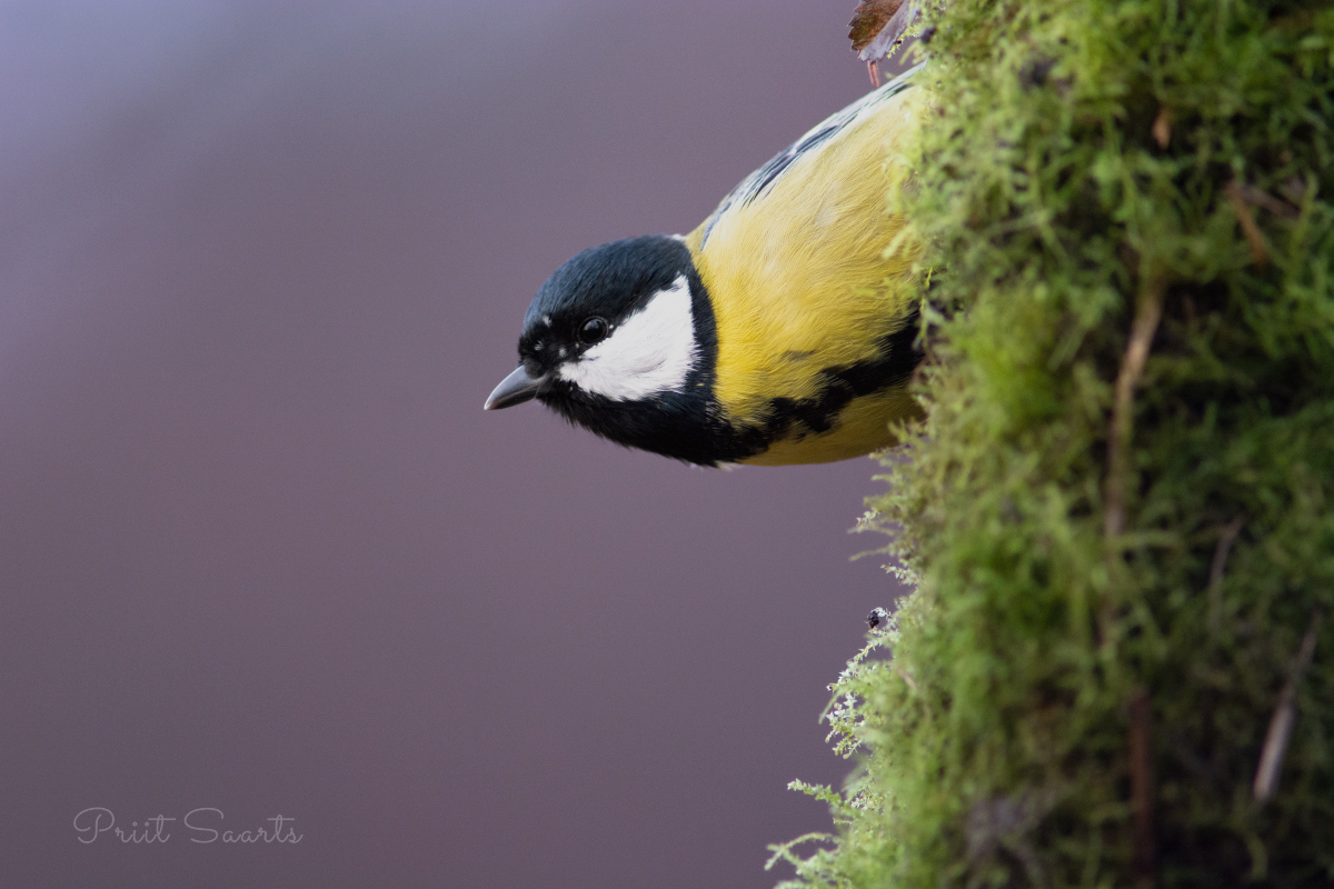 Rasvatihane horisontaalis