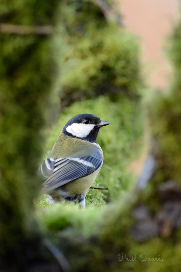 Rasvatihane sambla keskkonnas