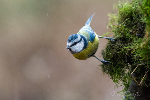 Sinitihane vihmas ja märjas