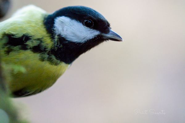 Rasvatihase passipilt