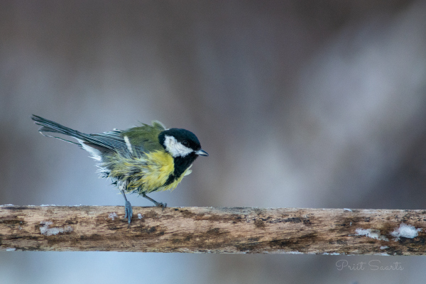 Märgunud rasvatihane