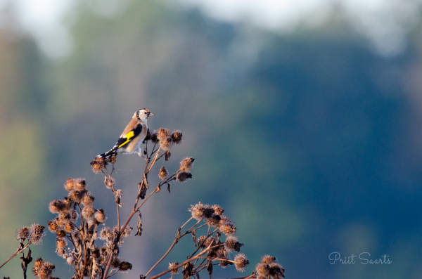 Ohakalind takkjapõõsas