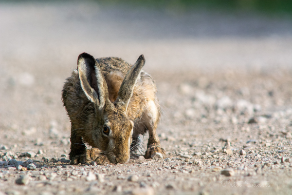 Halljänes kruusal 2