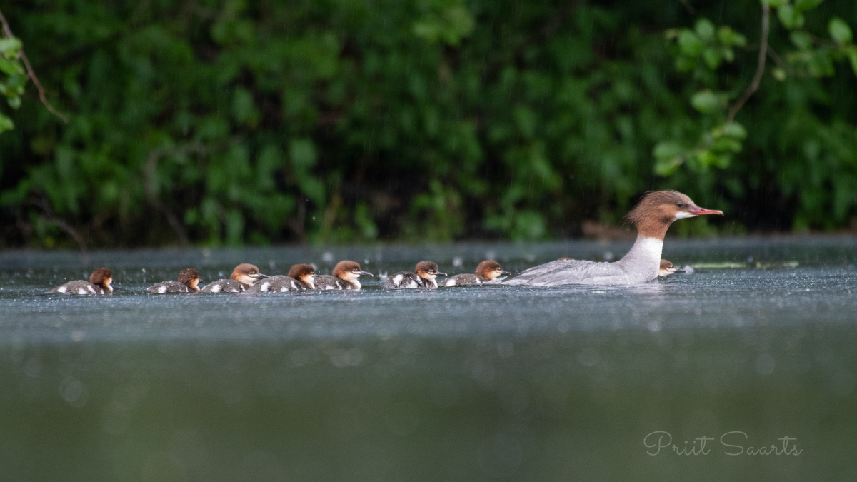 Jääkoskel maimukestega