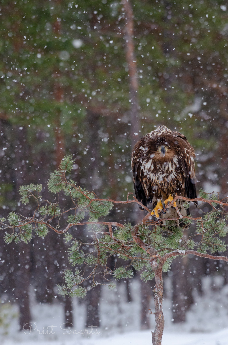 Merikotkas männioksal