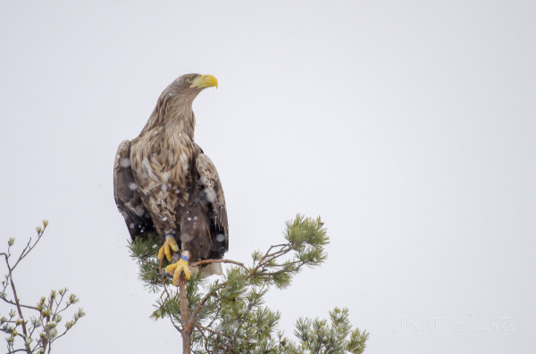 Merikotkas endast väiksemal männioksal