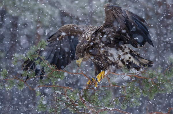 Merikotkas ei leia kitsal männil tasakaalu