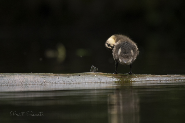 Pardipoeg hoolitseb puhtuse eest
