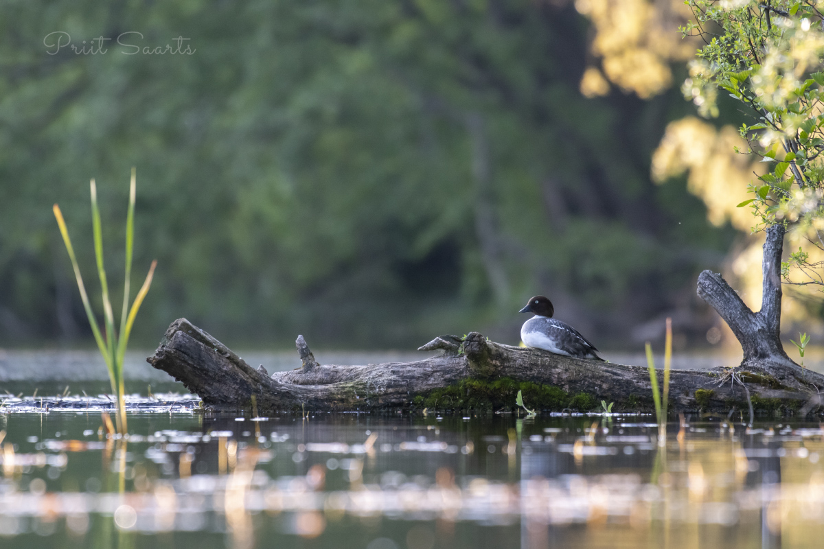 Sõtkas naudib õhtu meeleolu