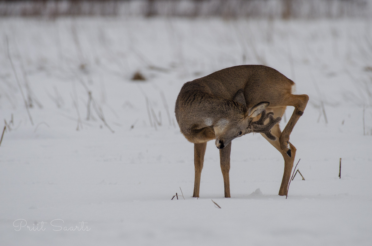 Sarvega on hea sügada