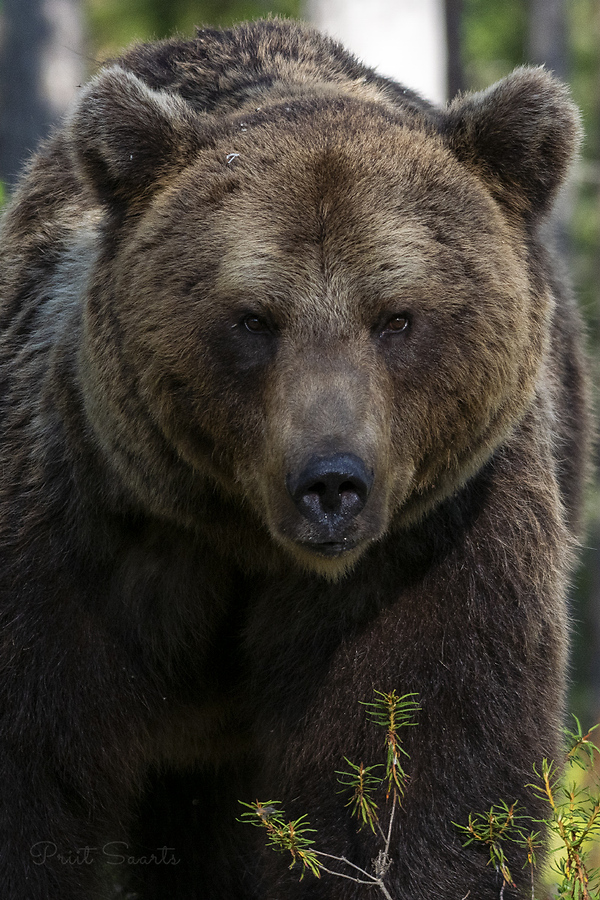 Sihikindel pruunkaru