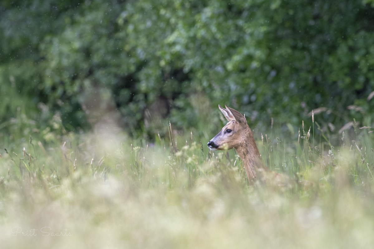 Metskits kihulased ja kõrge hein