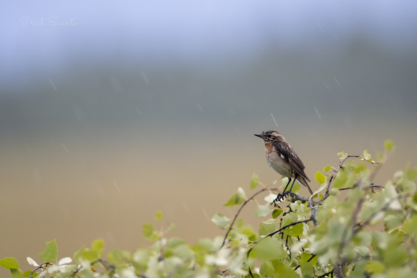 Kadakatäks vihmasajus